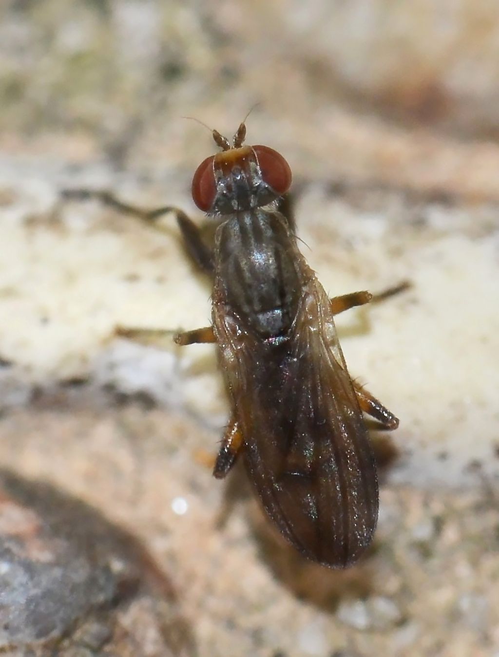 Pherbellia annulipes (Sciomyzidae)